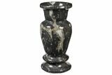 Limestone Vase With Orthoceras Fossils #122468-1
